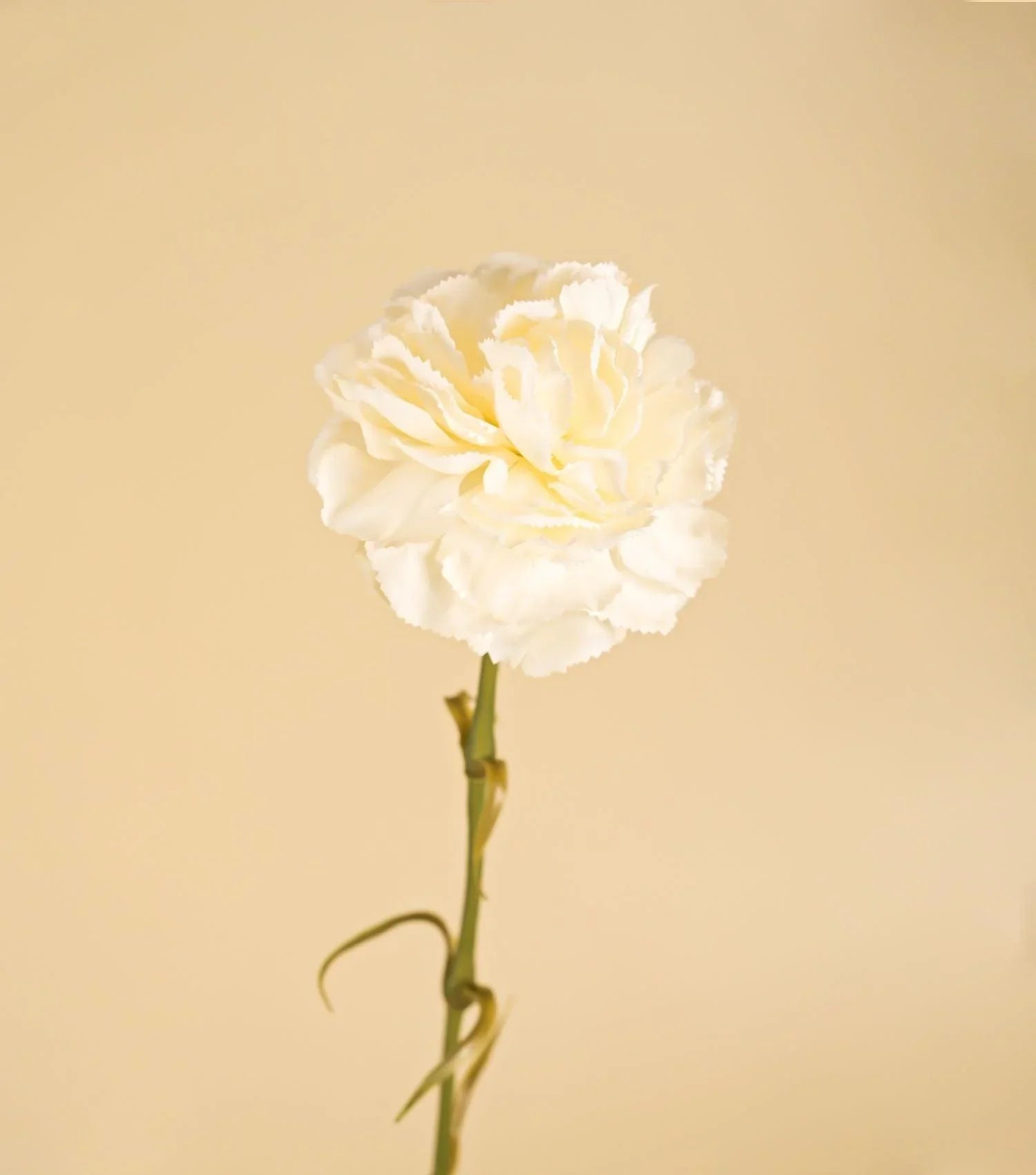 Carnation White 23.5" - Elvy Lifestyle