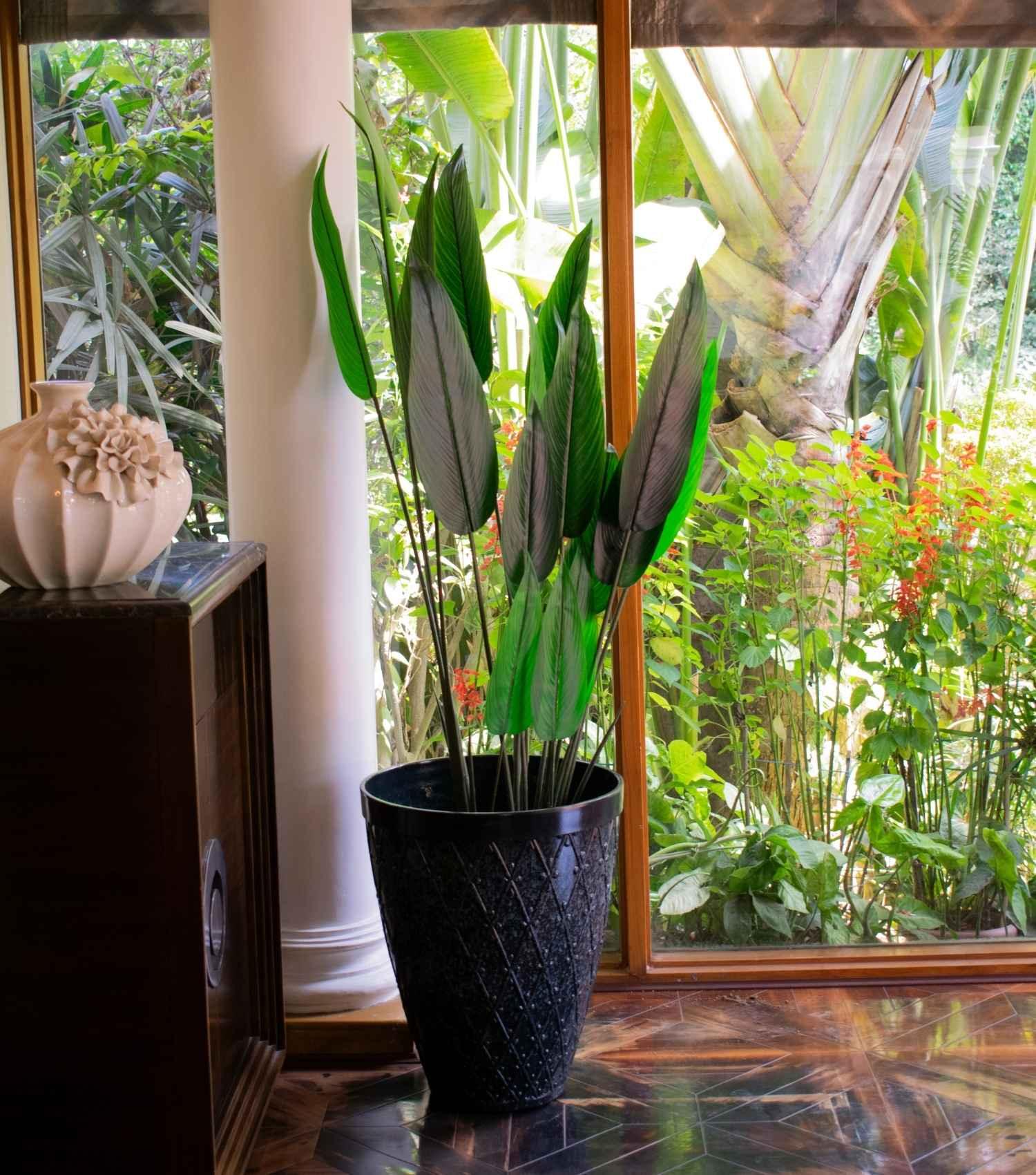 Birds of Paradise plant - Elvy Lifestyle