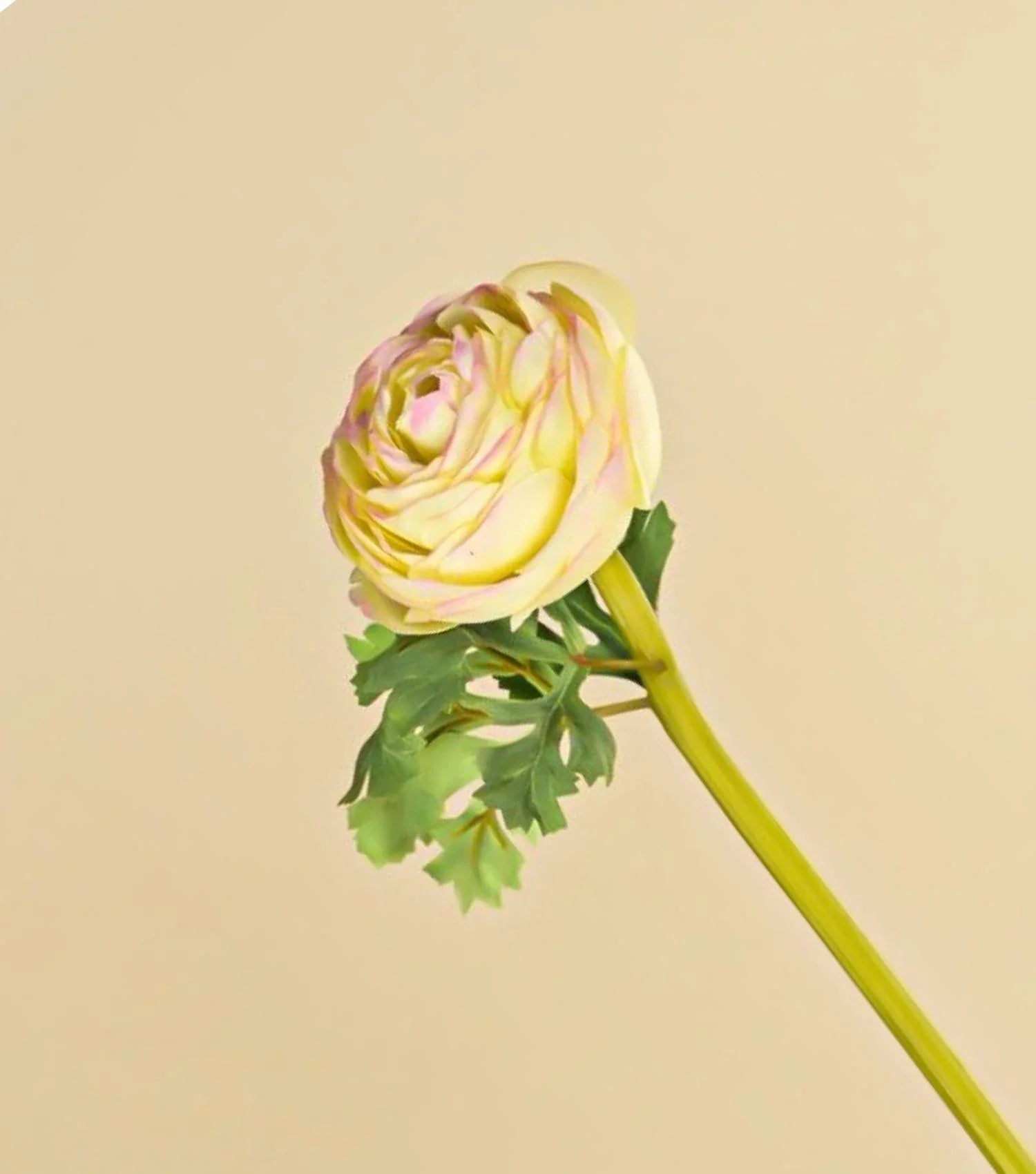 Green/Pink Ranunculus 20.75" - Elvy Lifestyle