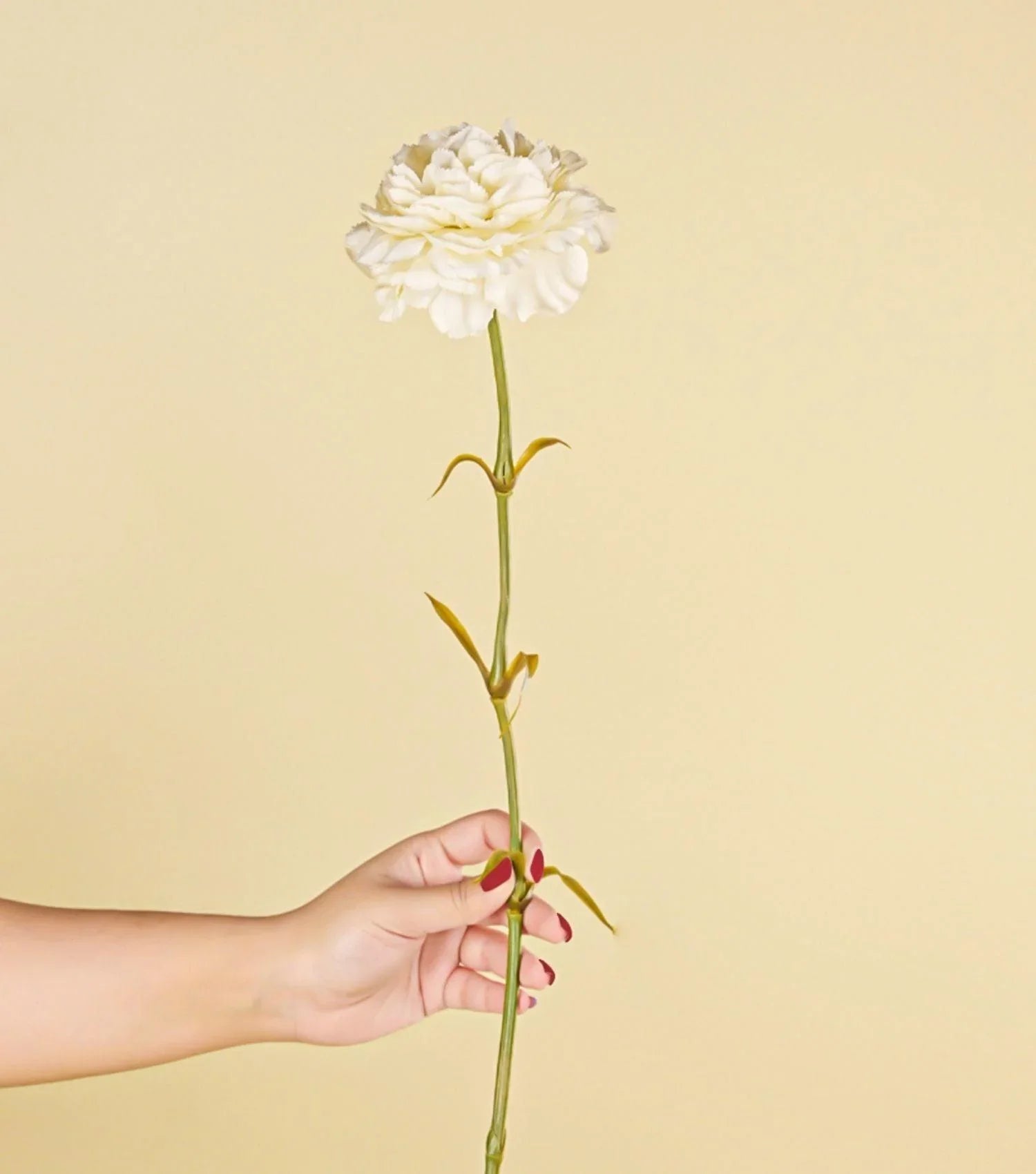 Carnation White 23.5" - Elvy Lifestyle