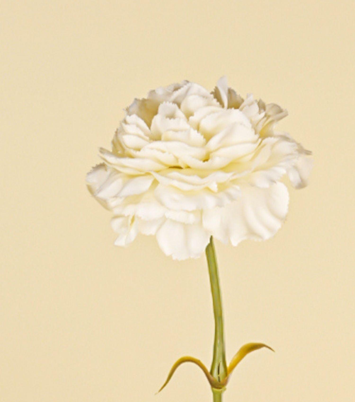 Carnation White 23.5" - Elvy Lifestyle