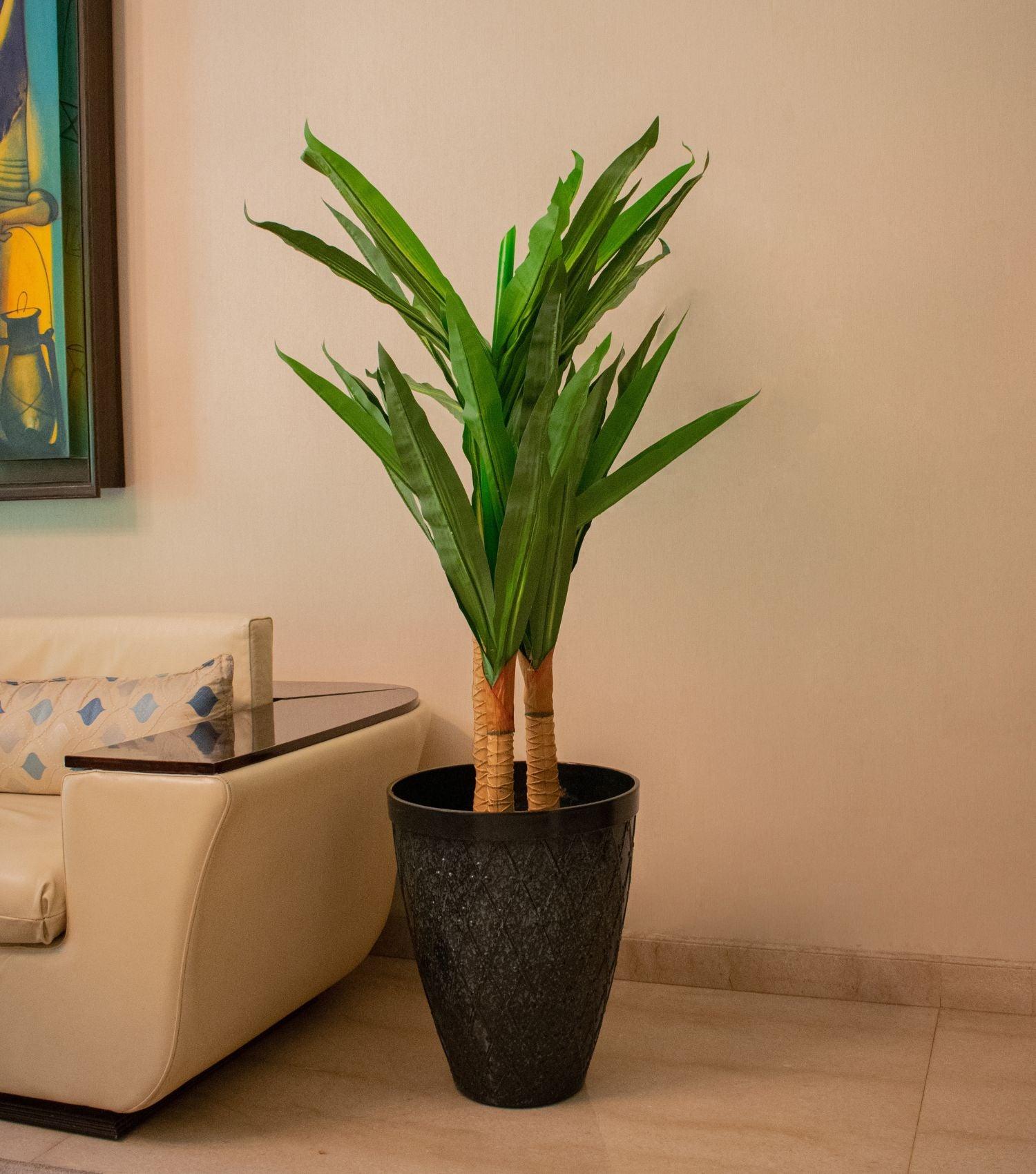 Yuca Green plant - Elvy Lifestyle
