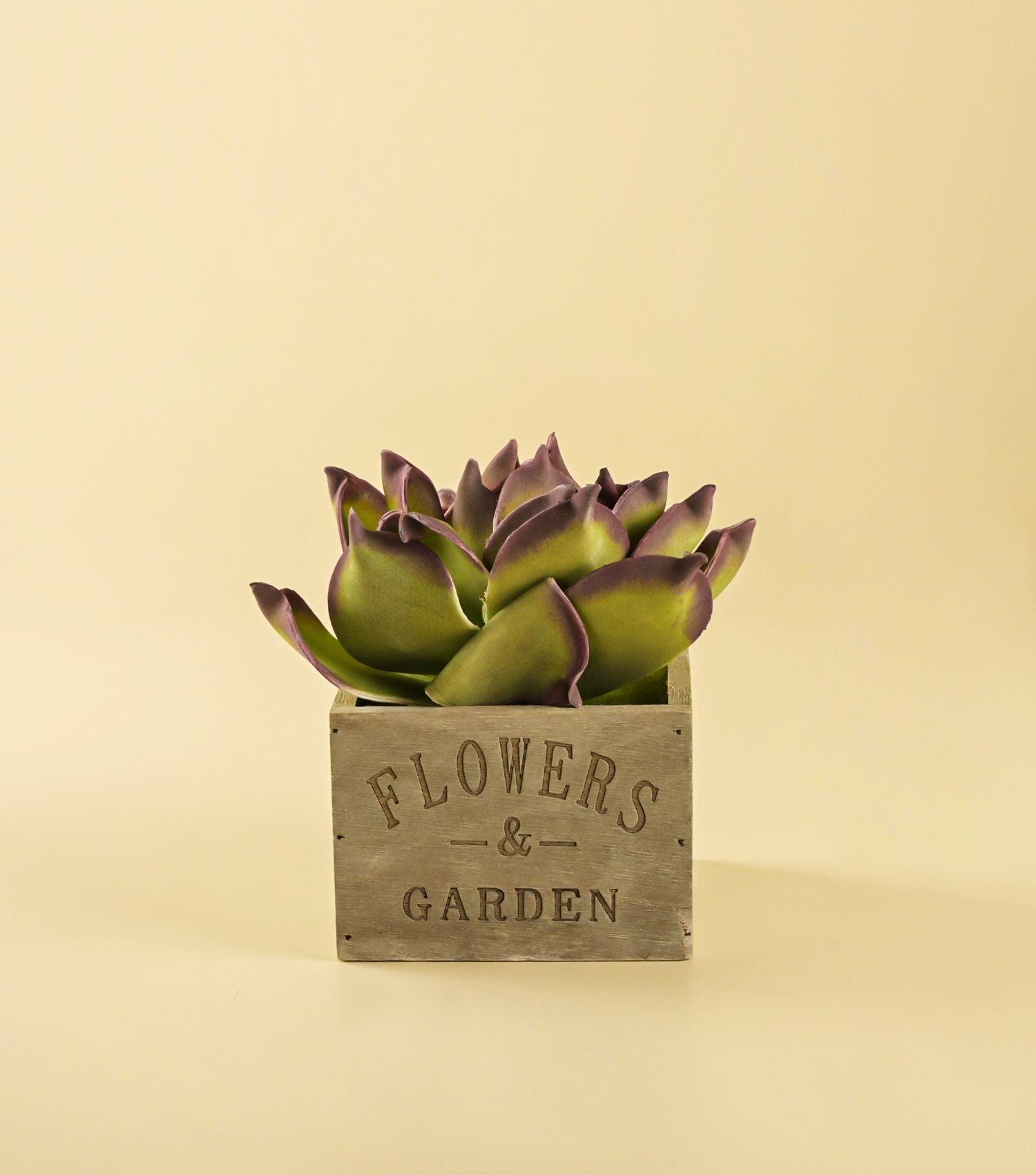 Agave Plant in pot - Elvy Lifestyle