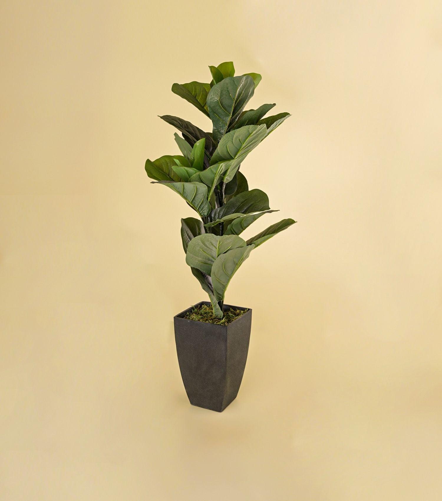 Fiddle-Leaf Fig Potted Plant - Elvy Lifestyle