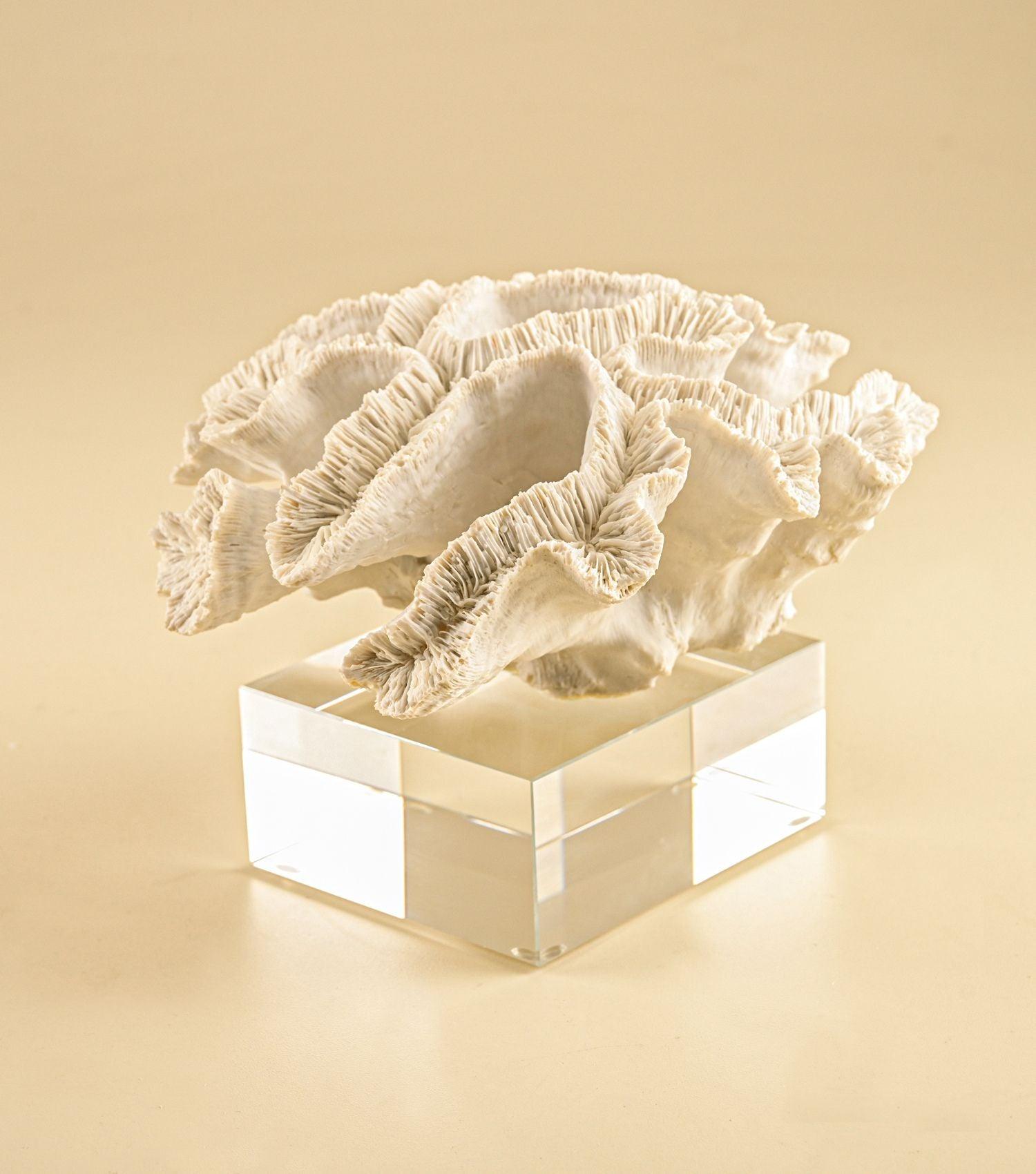 Coral reef White - Elvy Lifestyle
