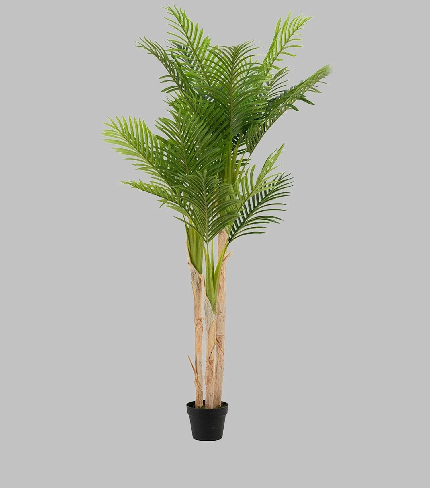 Fern Tree Potted Large - Elvy Lifestyle