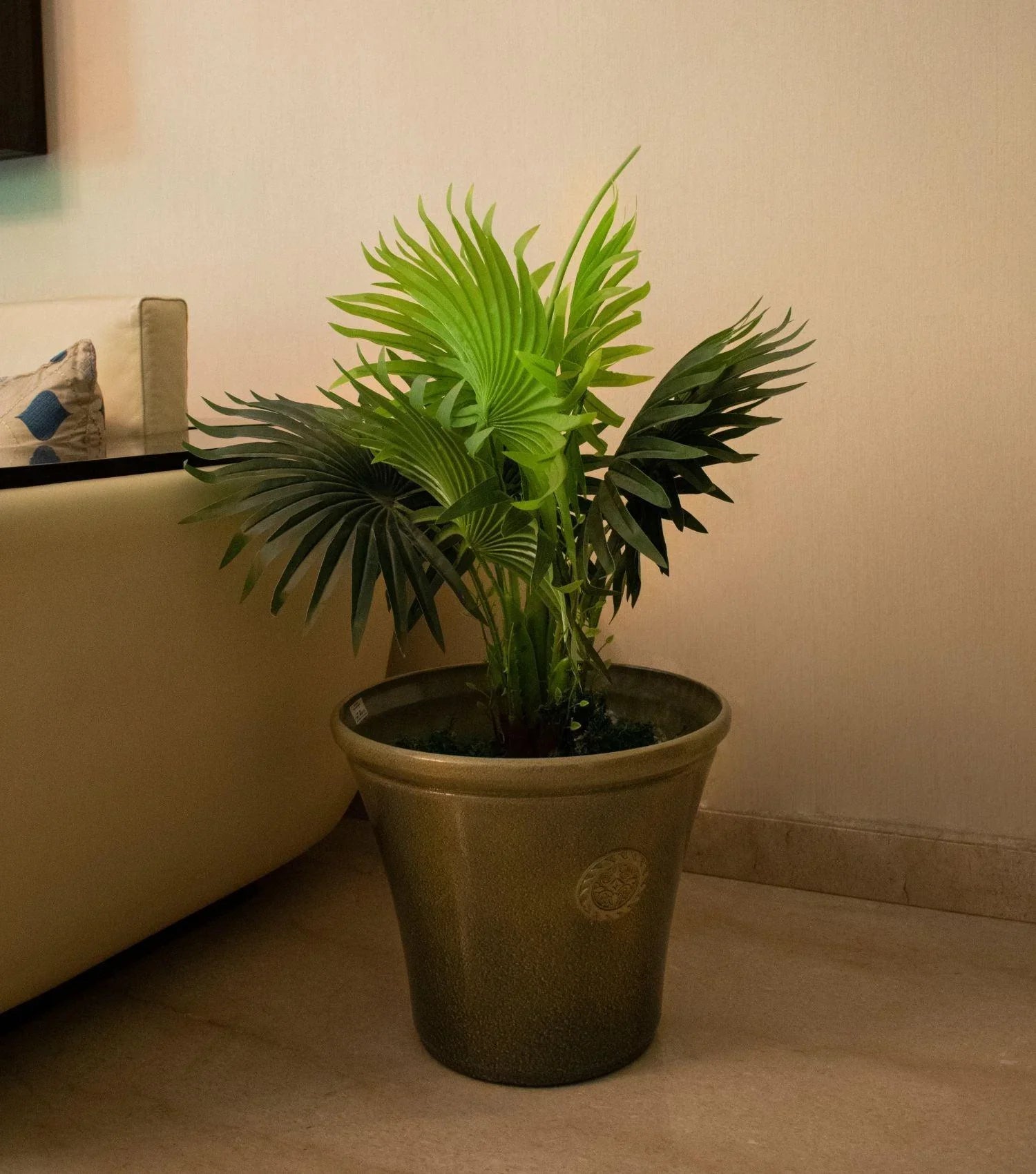 Fern Tree Potted Small - Elvy Lifestyle