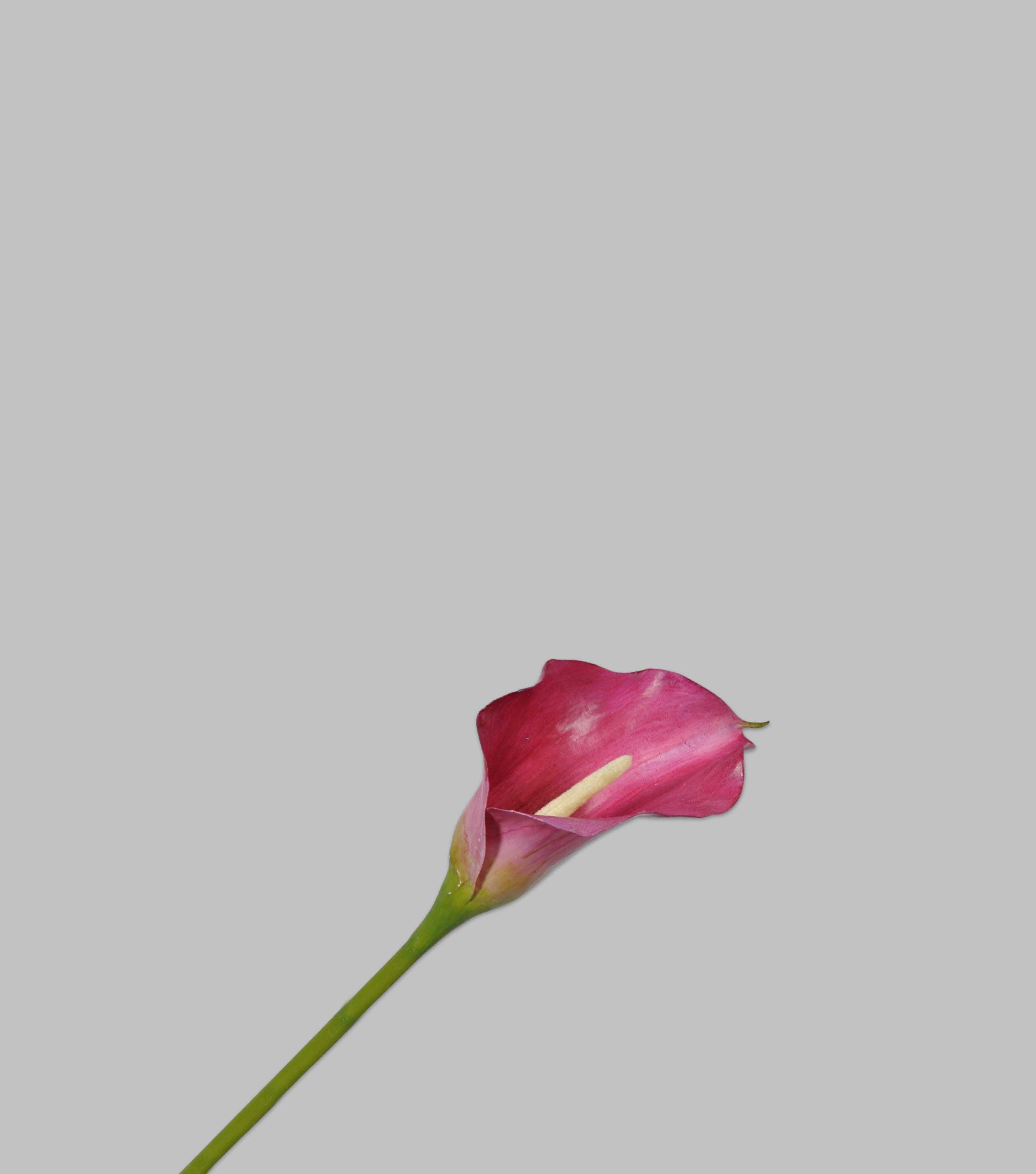 Calla Stem Dark Pink 21" - Elvy Lifestyle