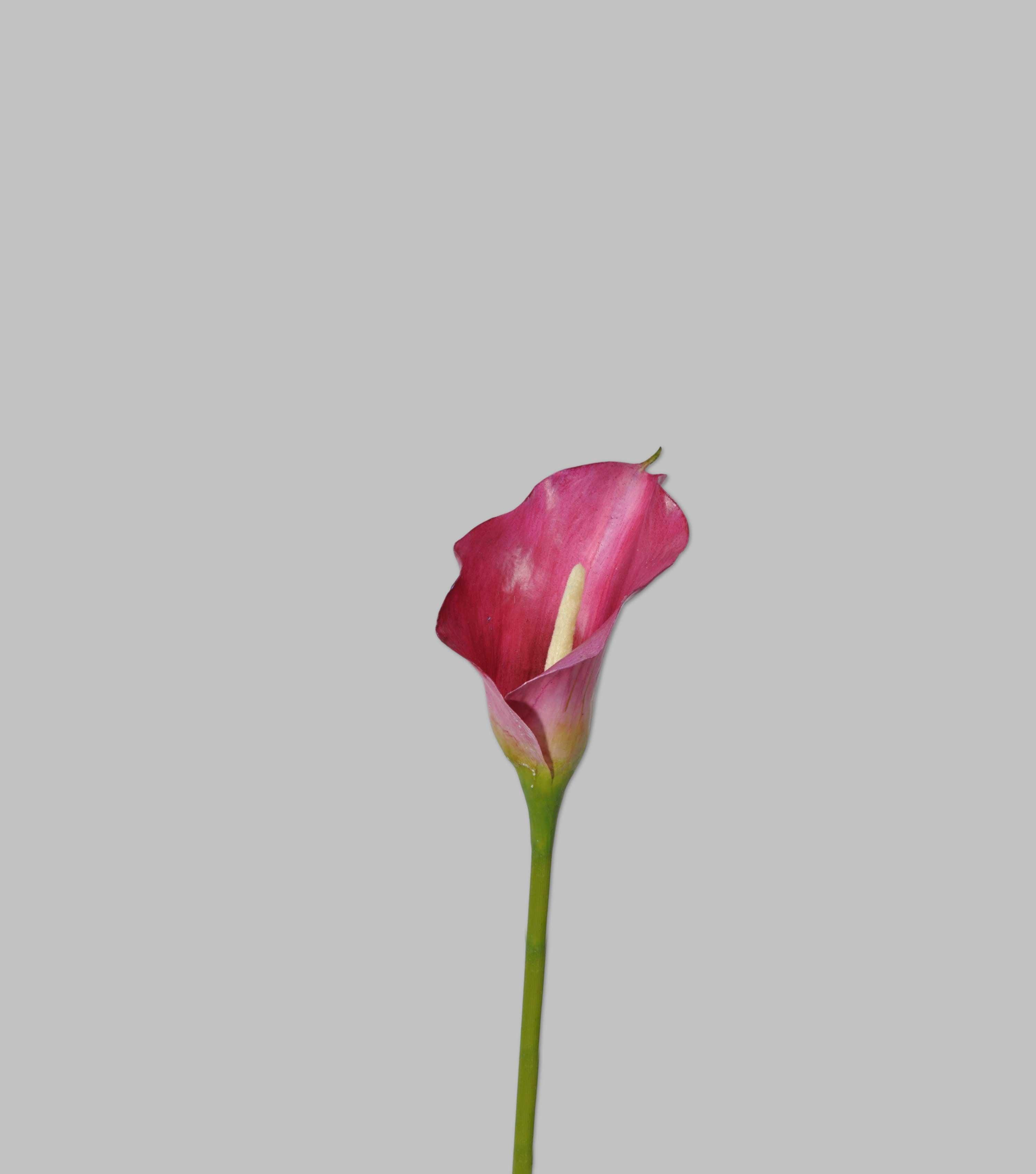 Calla Stem Dark Pink 21" - Elvy Lifestyle