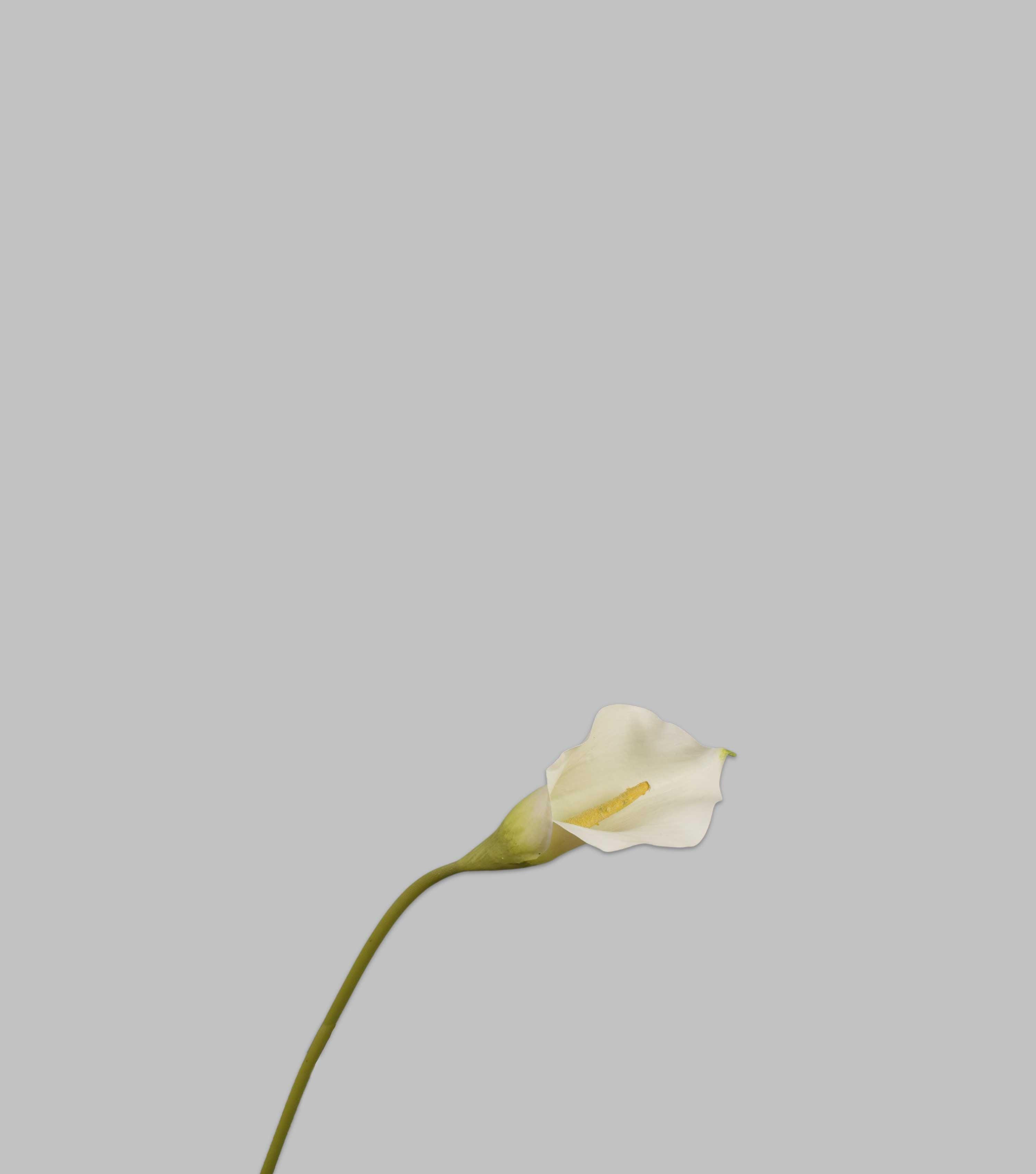 Calla Stem White 21" - Elvy Lifestyle
