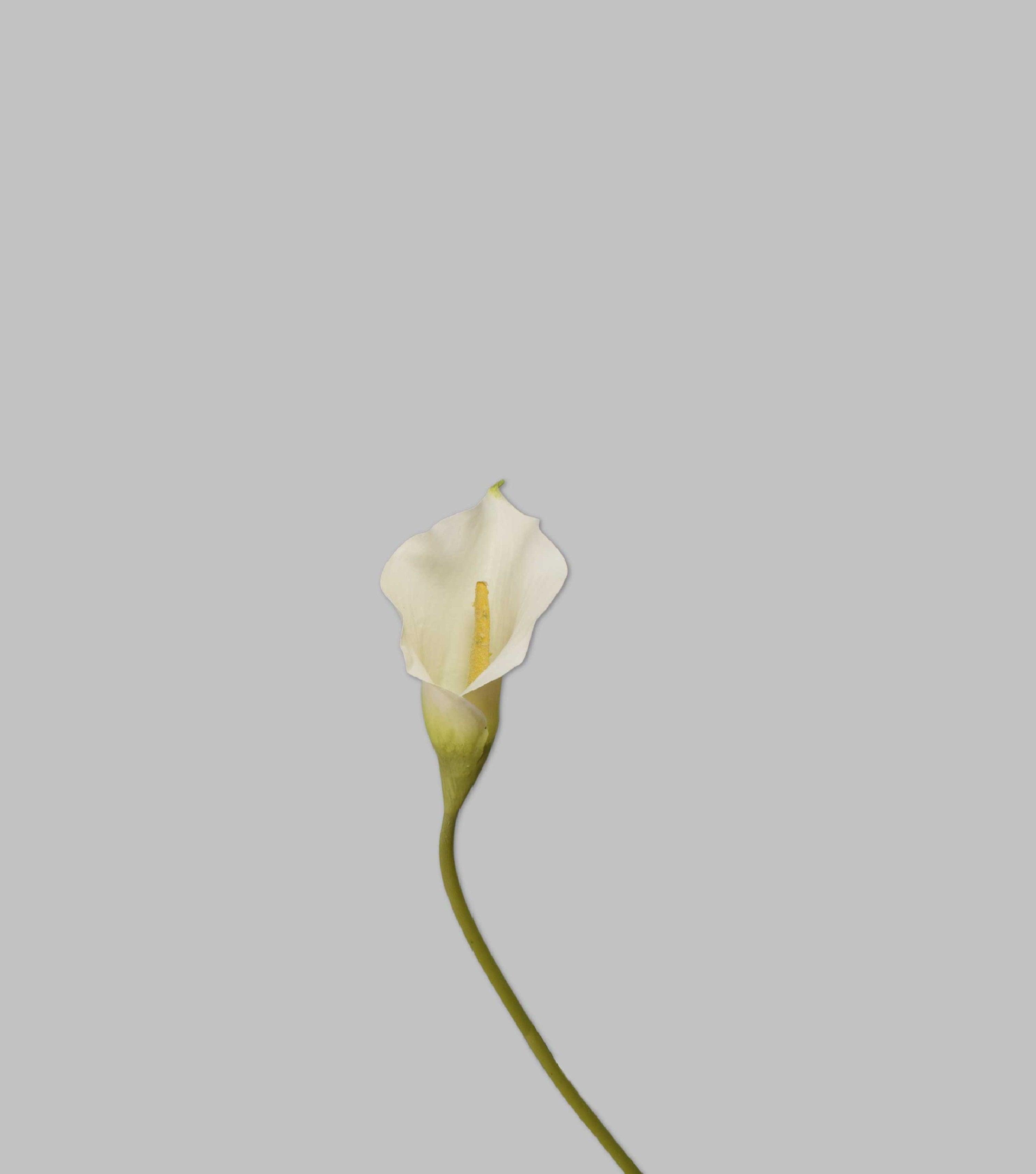 Calla Stem White 21" - Elvy Lifestyle