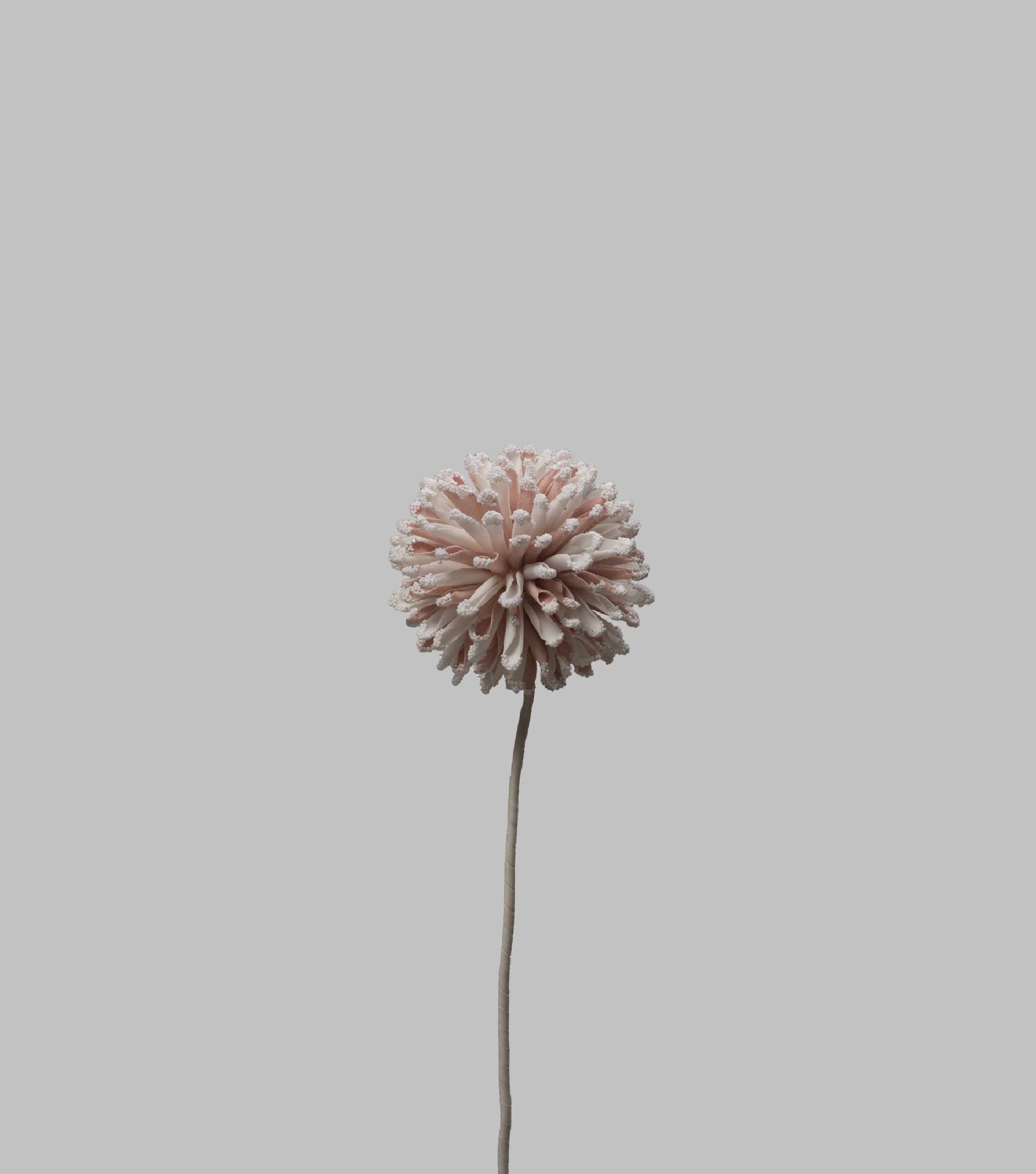 Allium Pink Flower