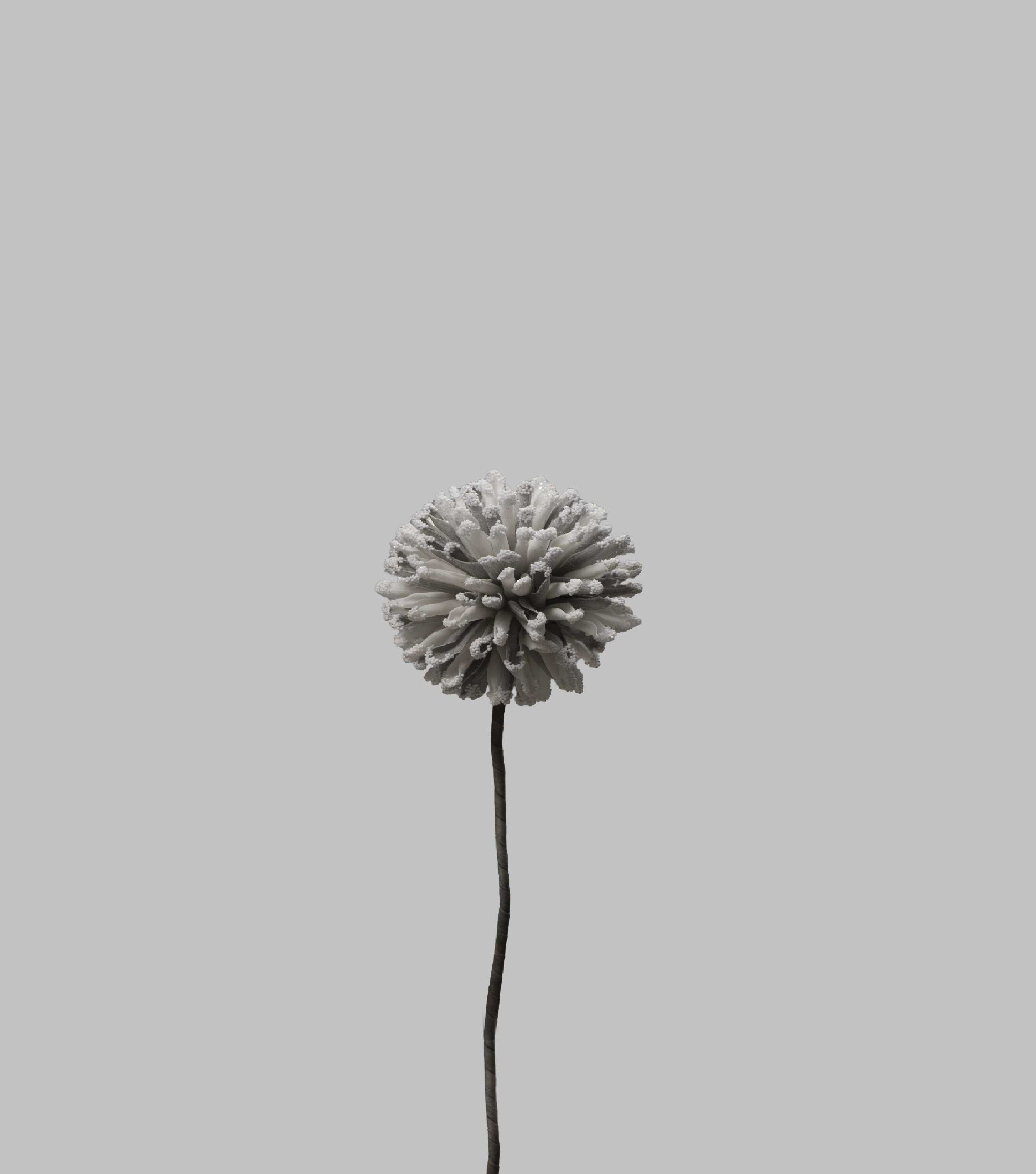 Allium Grey Flower