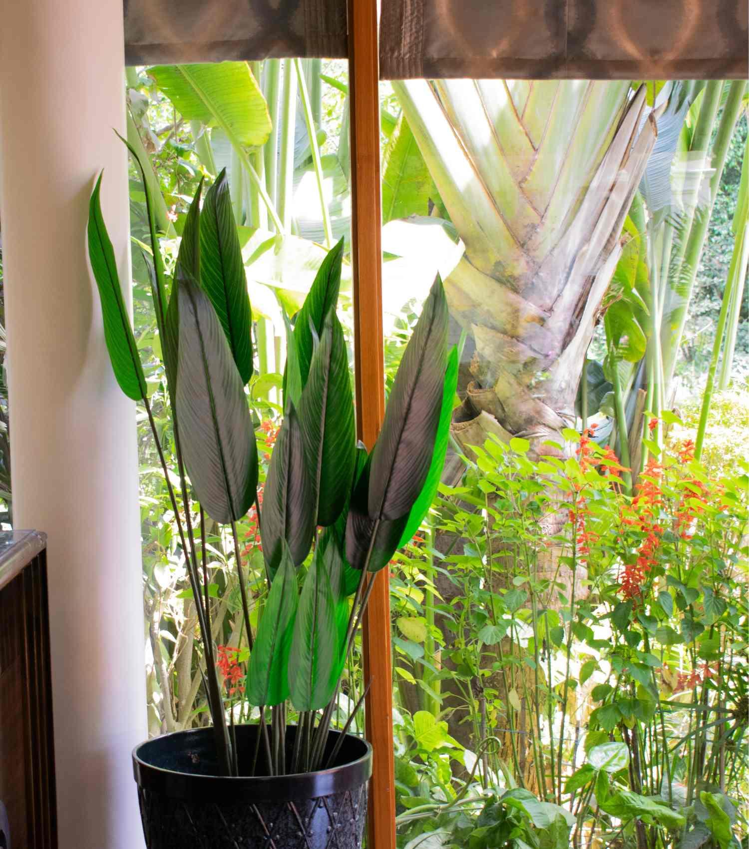 Birds of Paradise plant - Elvy Lifestyle