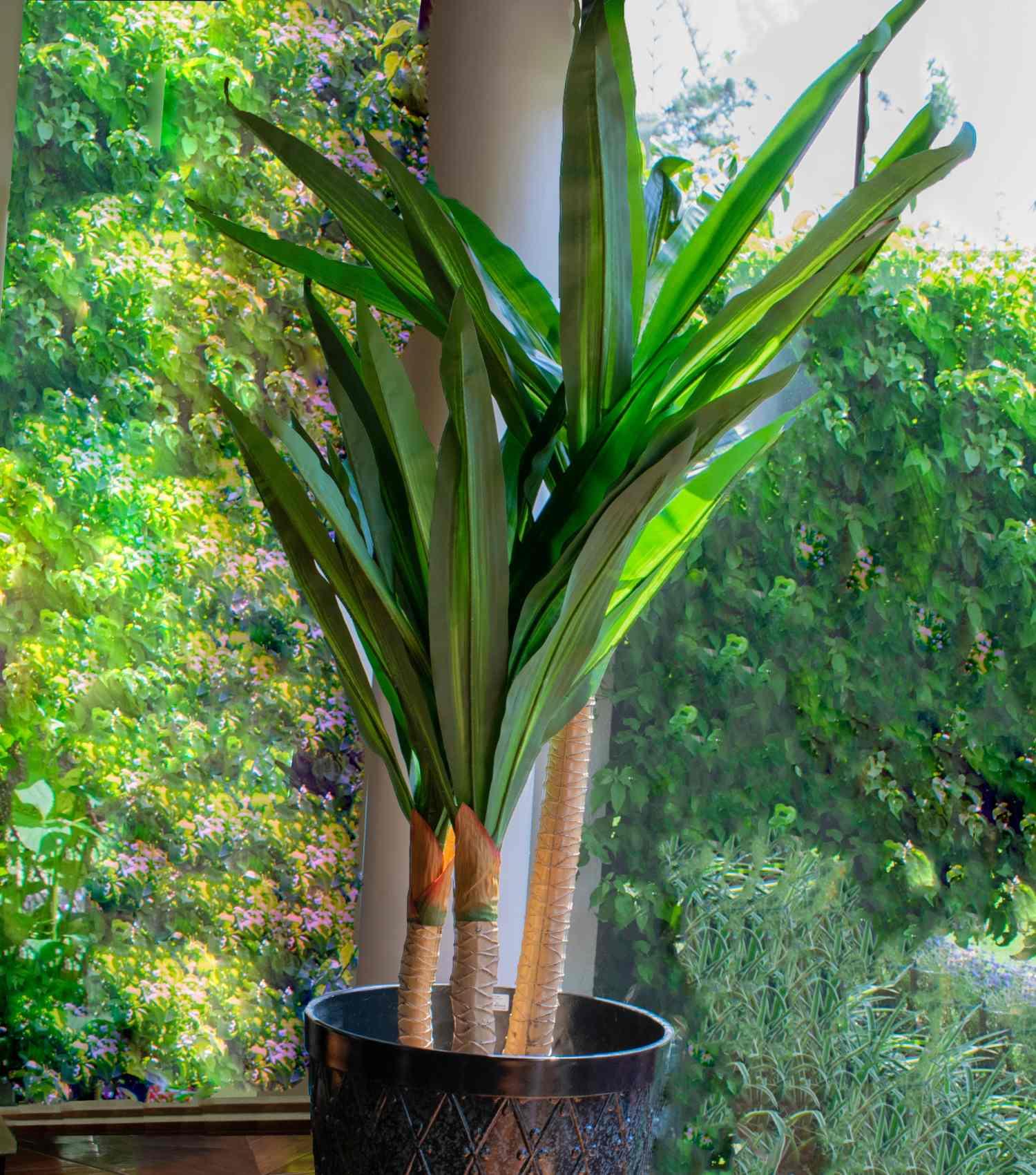 Yuca Green plant - Elvy Lifestyle