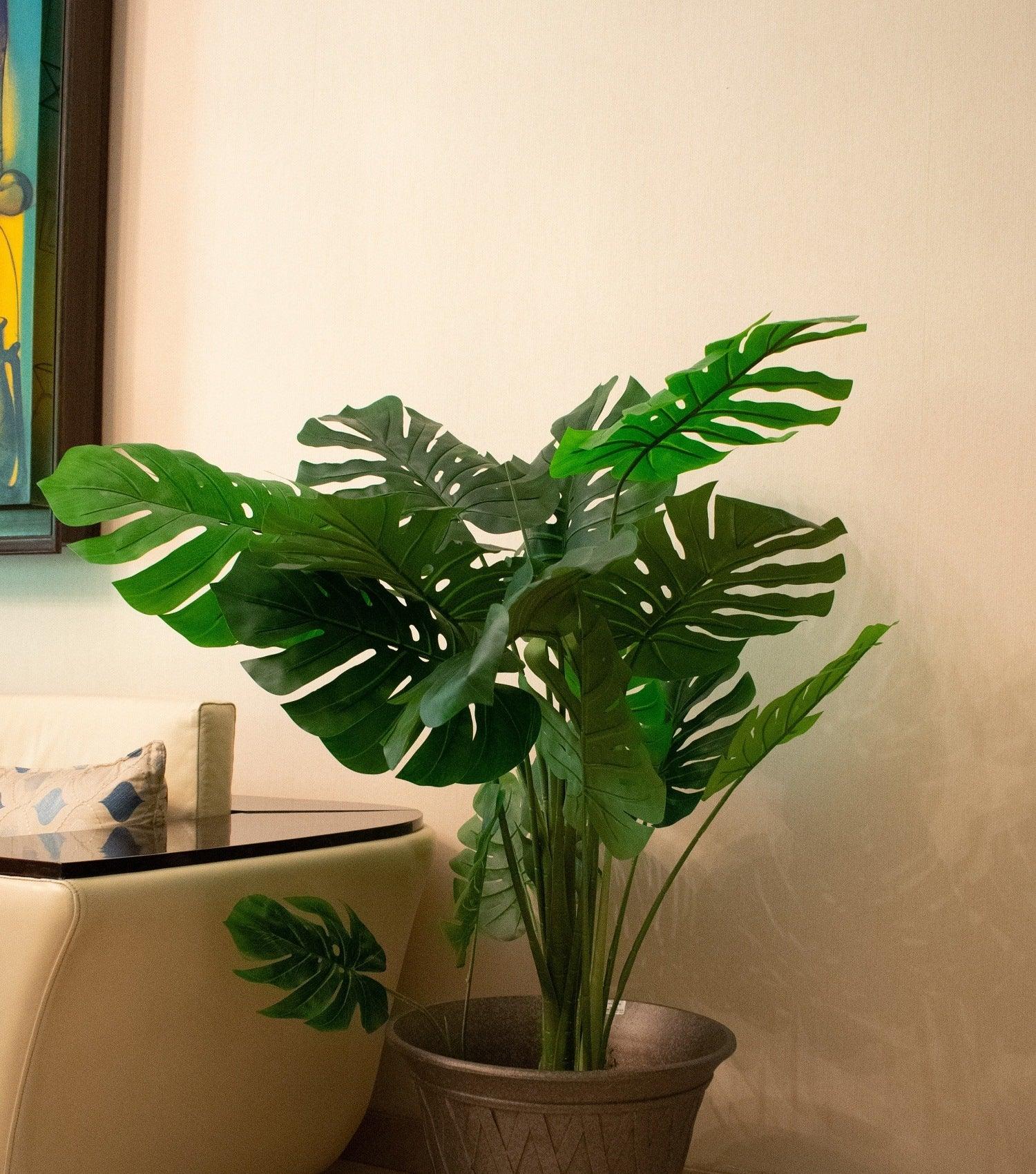 Swiss Cheese plant - Elvy Lifestyle