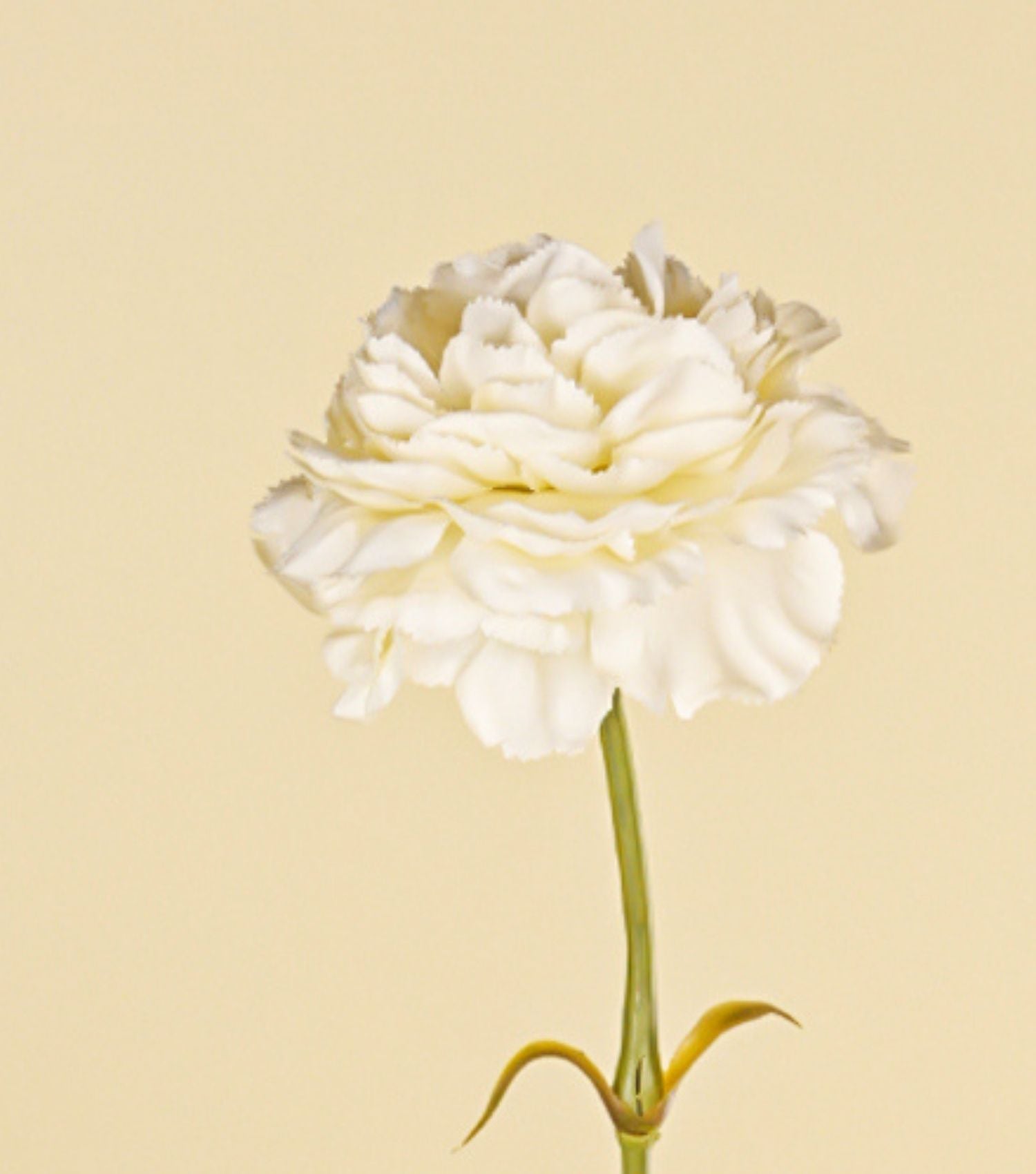 Carnation White 23.5"