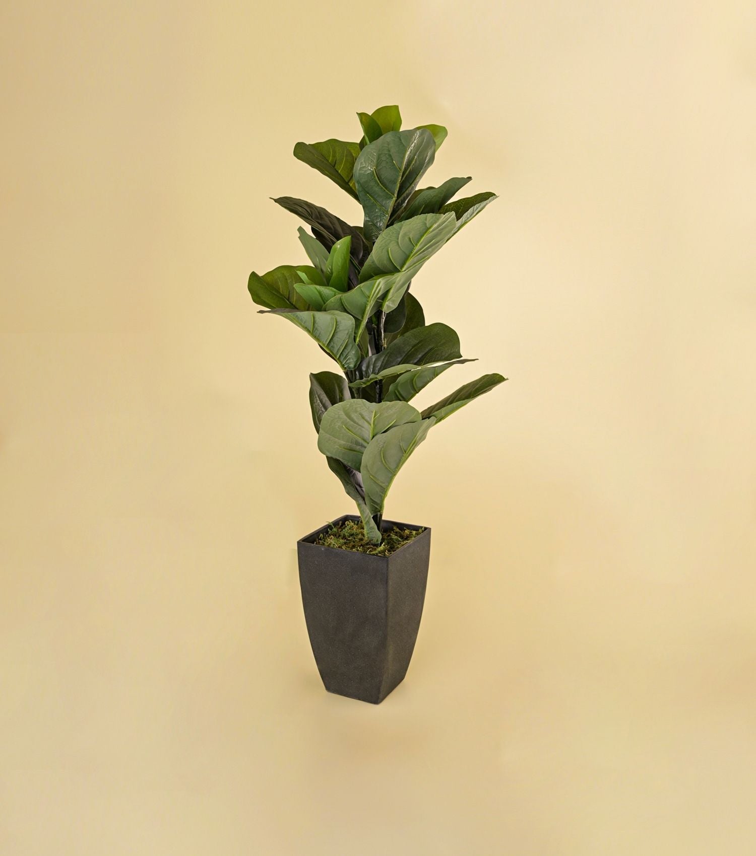 Fiddle-Leaf Fig Potted Plant