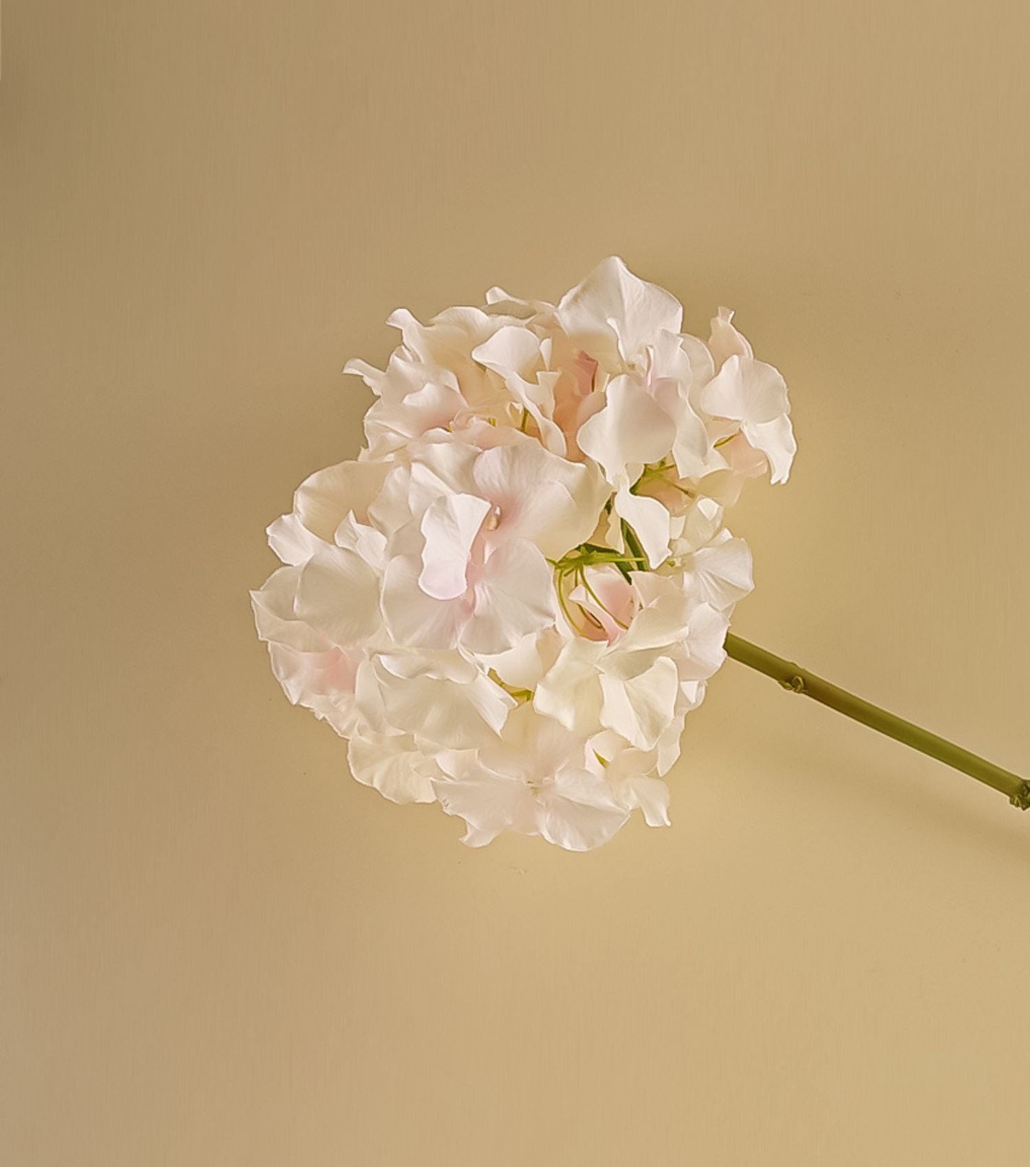 PASTEL HYDRANGEA FLOWER - Elvy Lifestyle