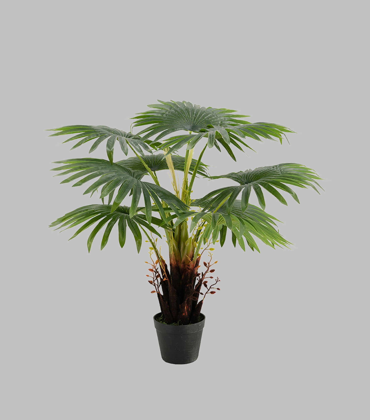 Fern Tree Potted Small