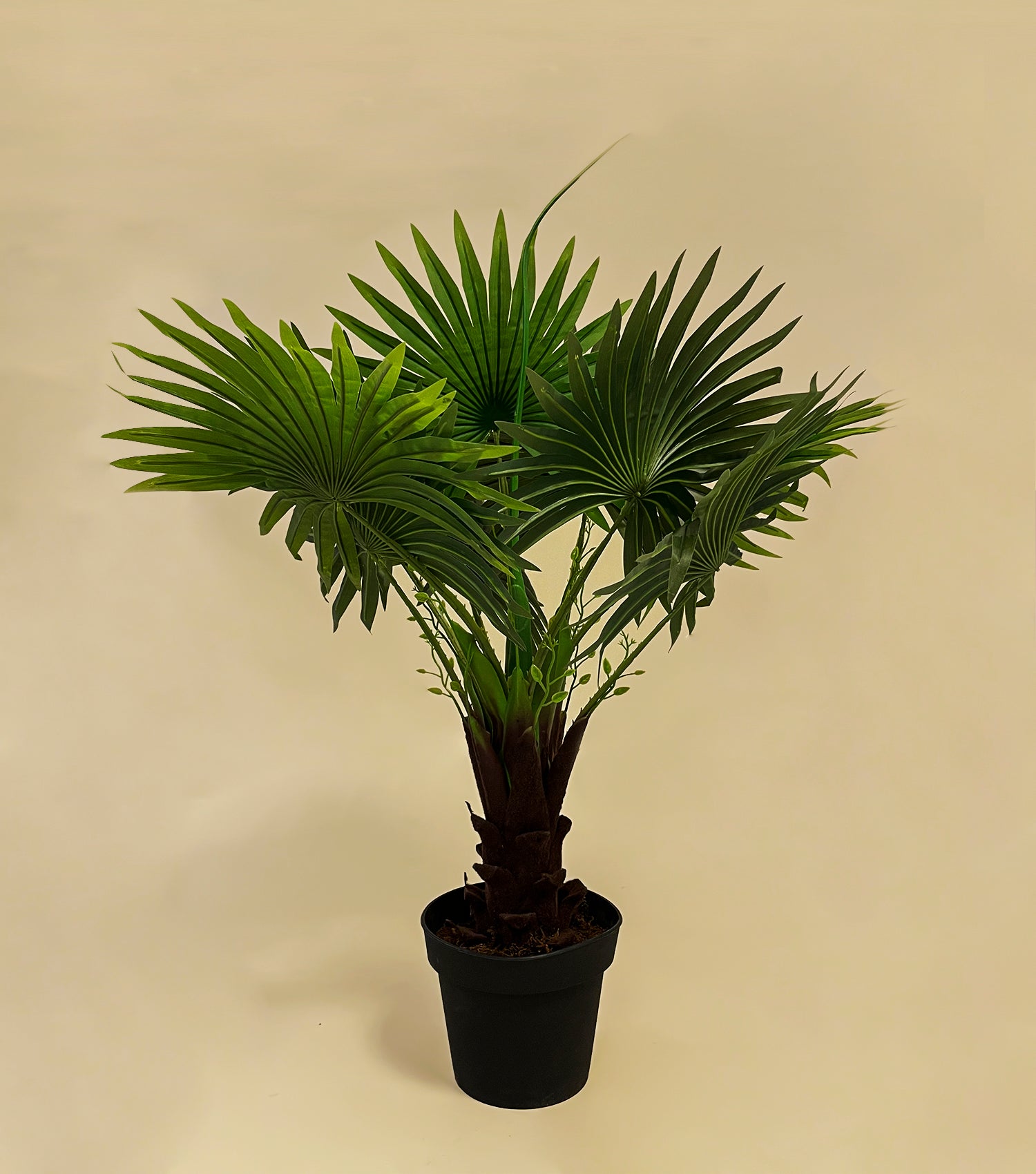 Fern Tree Potted Small